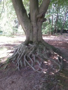 WP_20160607_003